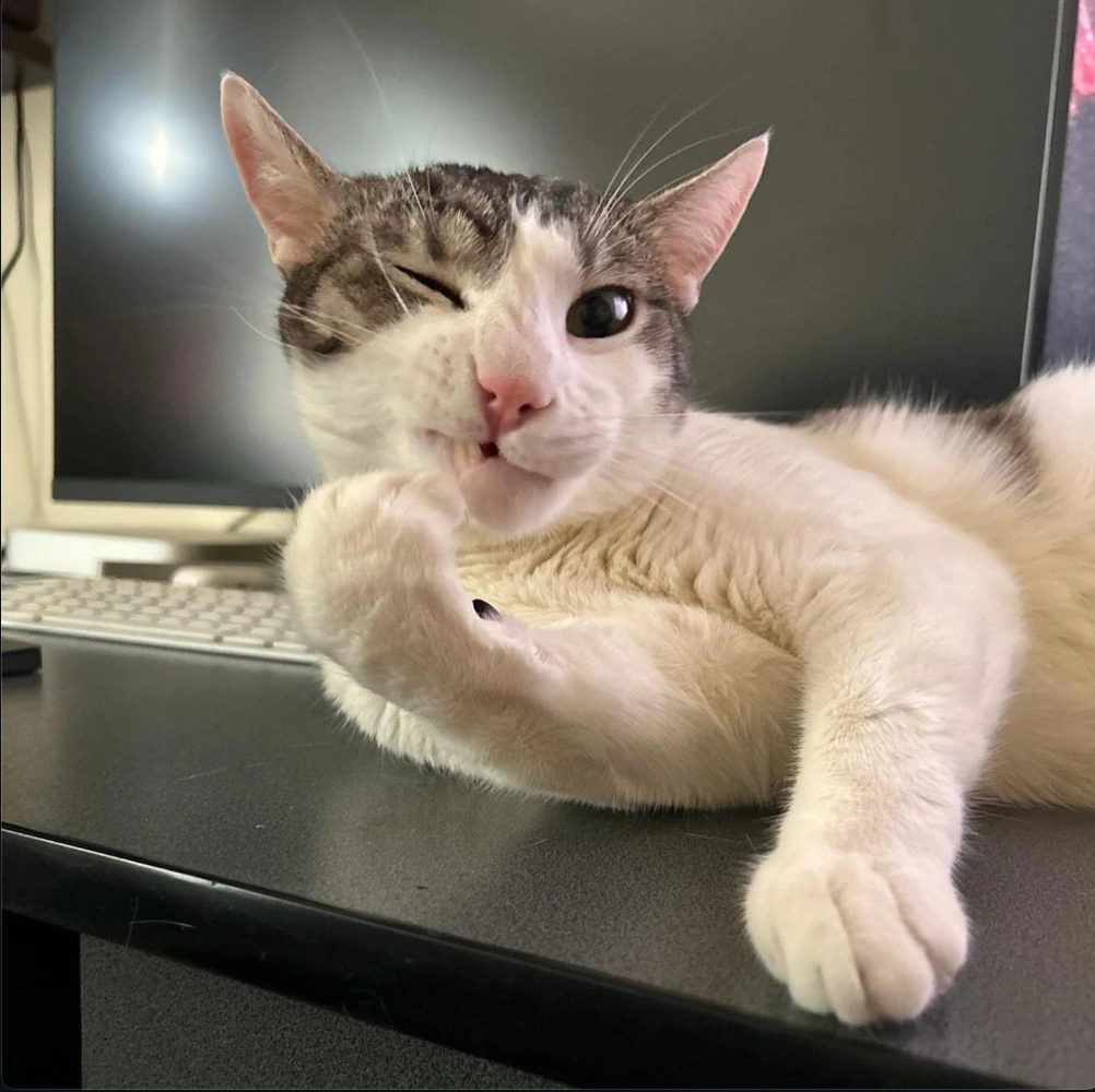 Booly, the black and white coding cat